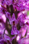 Gevlekte orchis (Dactylorhiza maculata) RL KW , Speuld